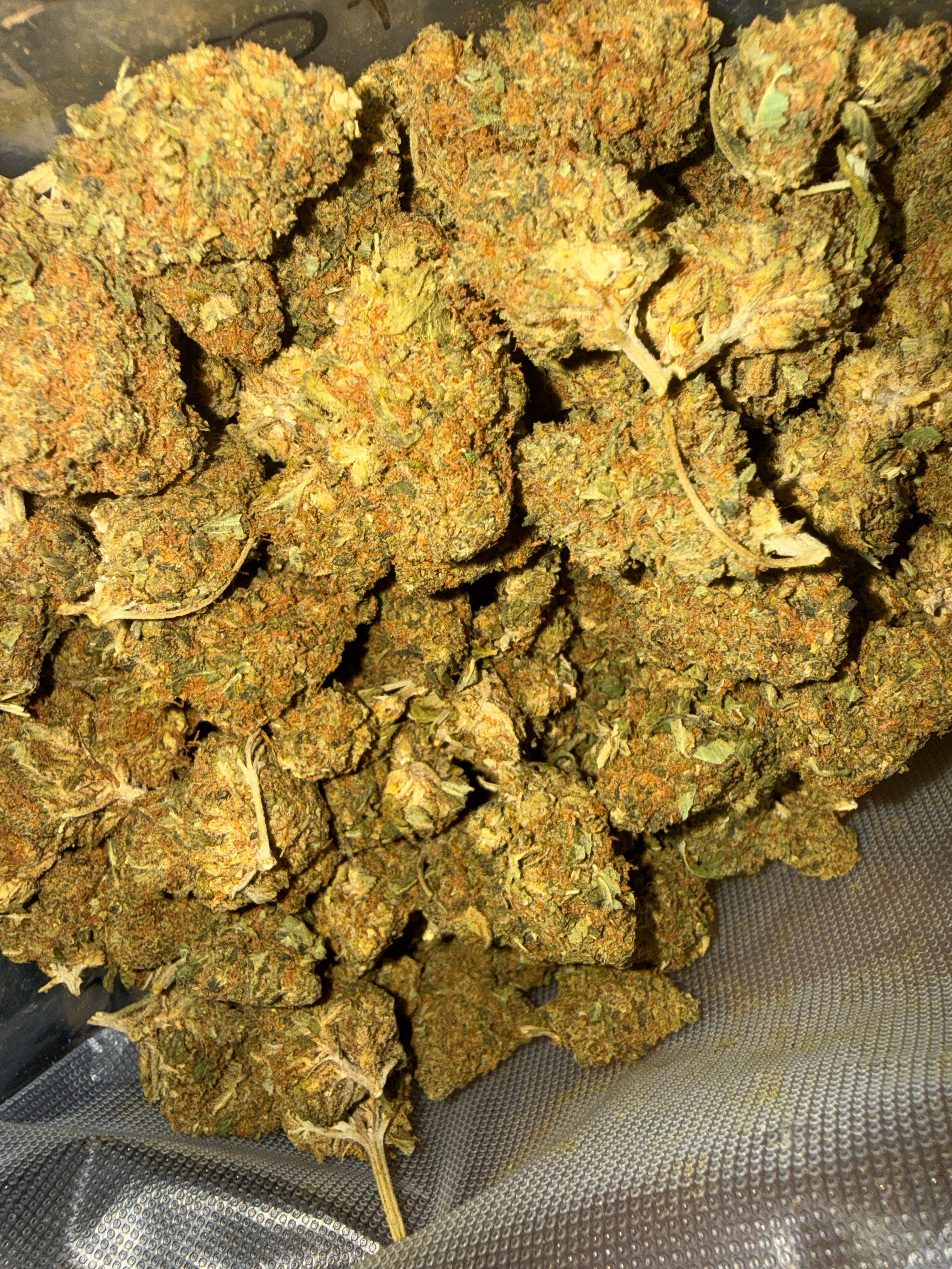 Chocolate skunk AAA (S)