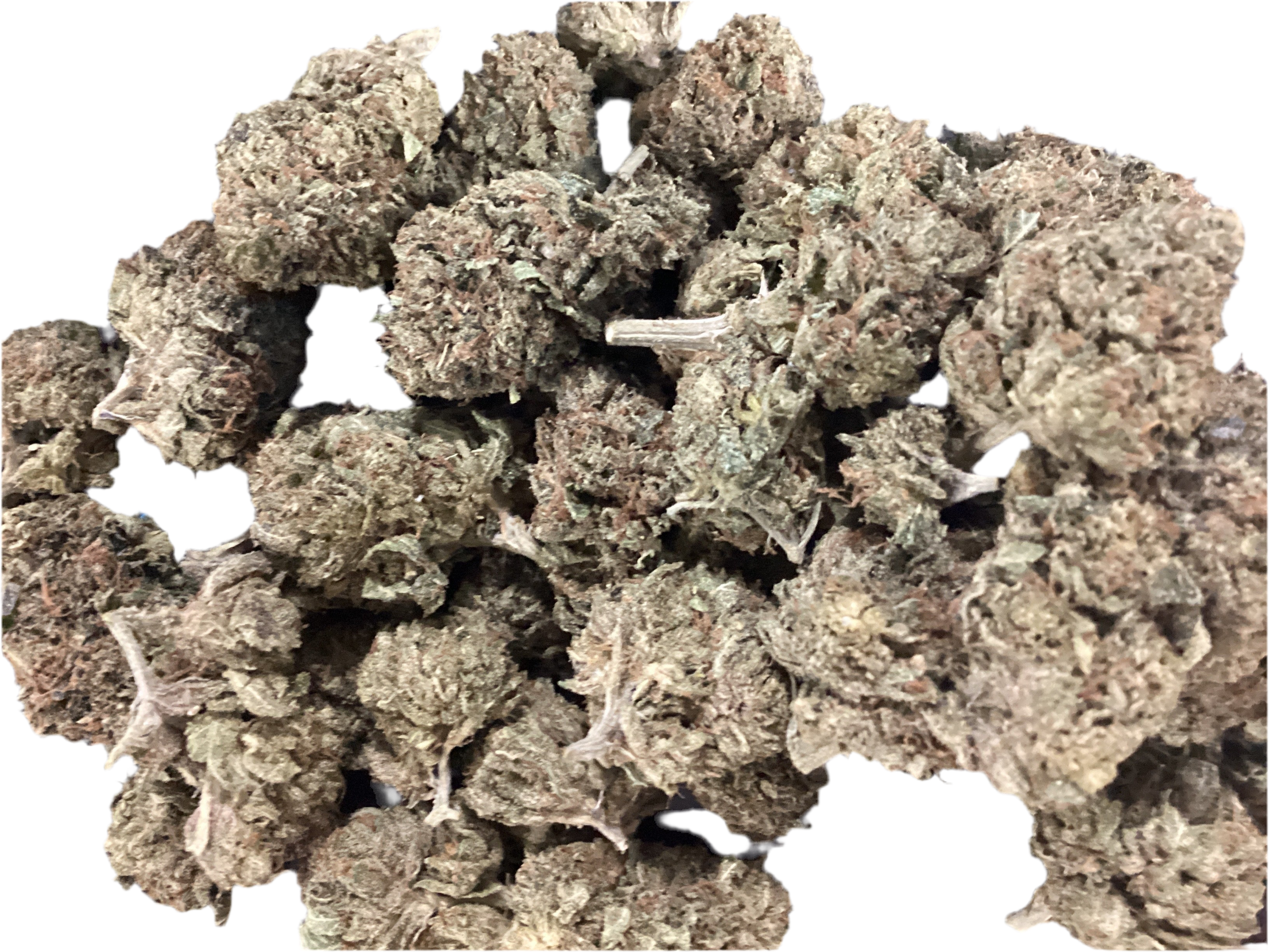 Blue Fin tuna (Indica dom Hybrid)