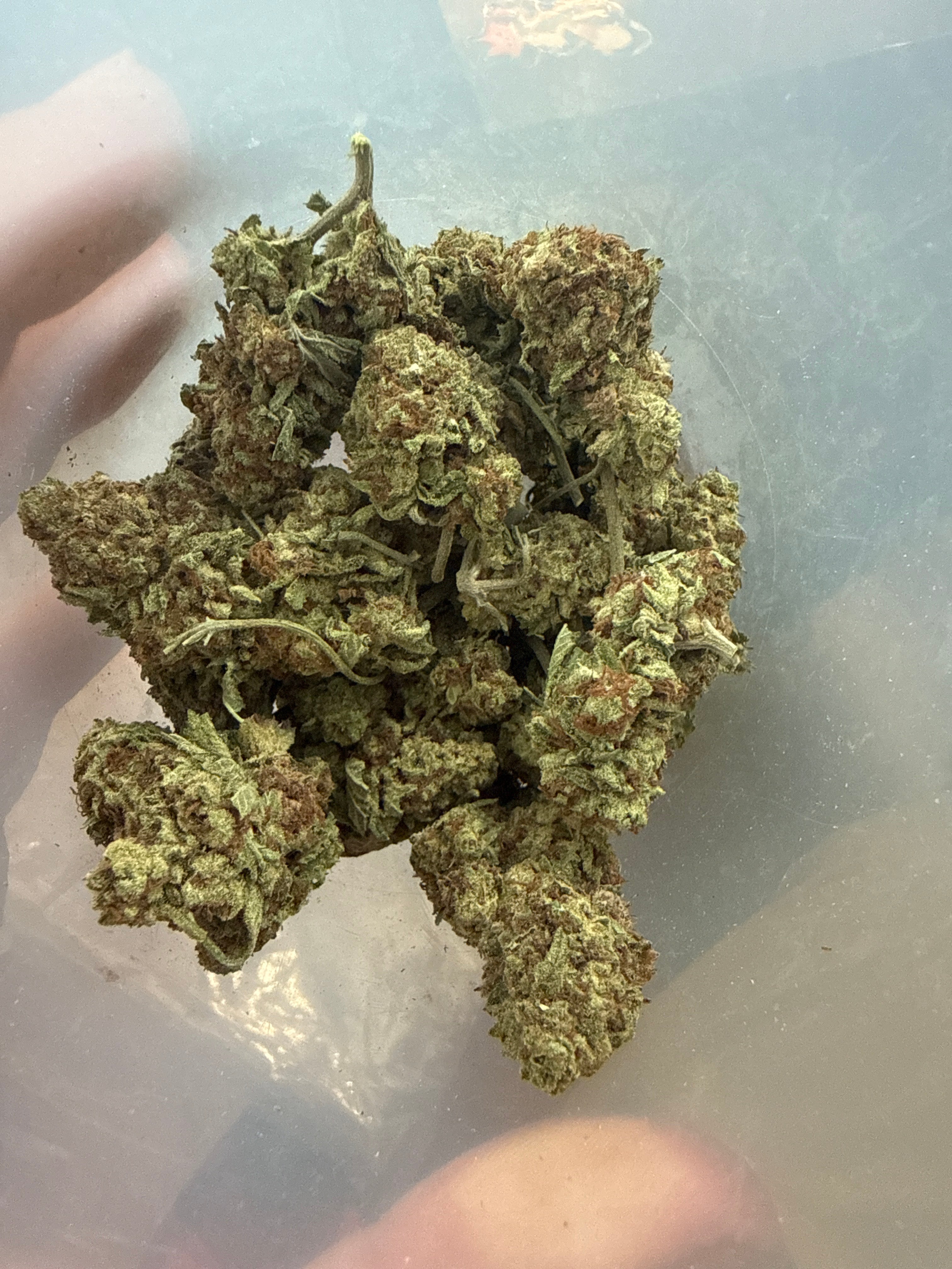 OG Tuna AA (I)
