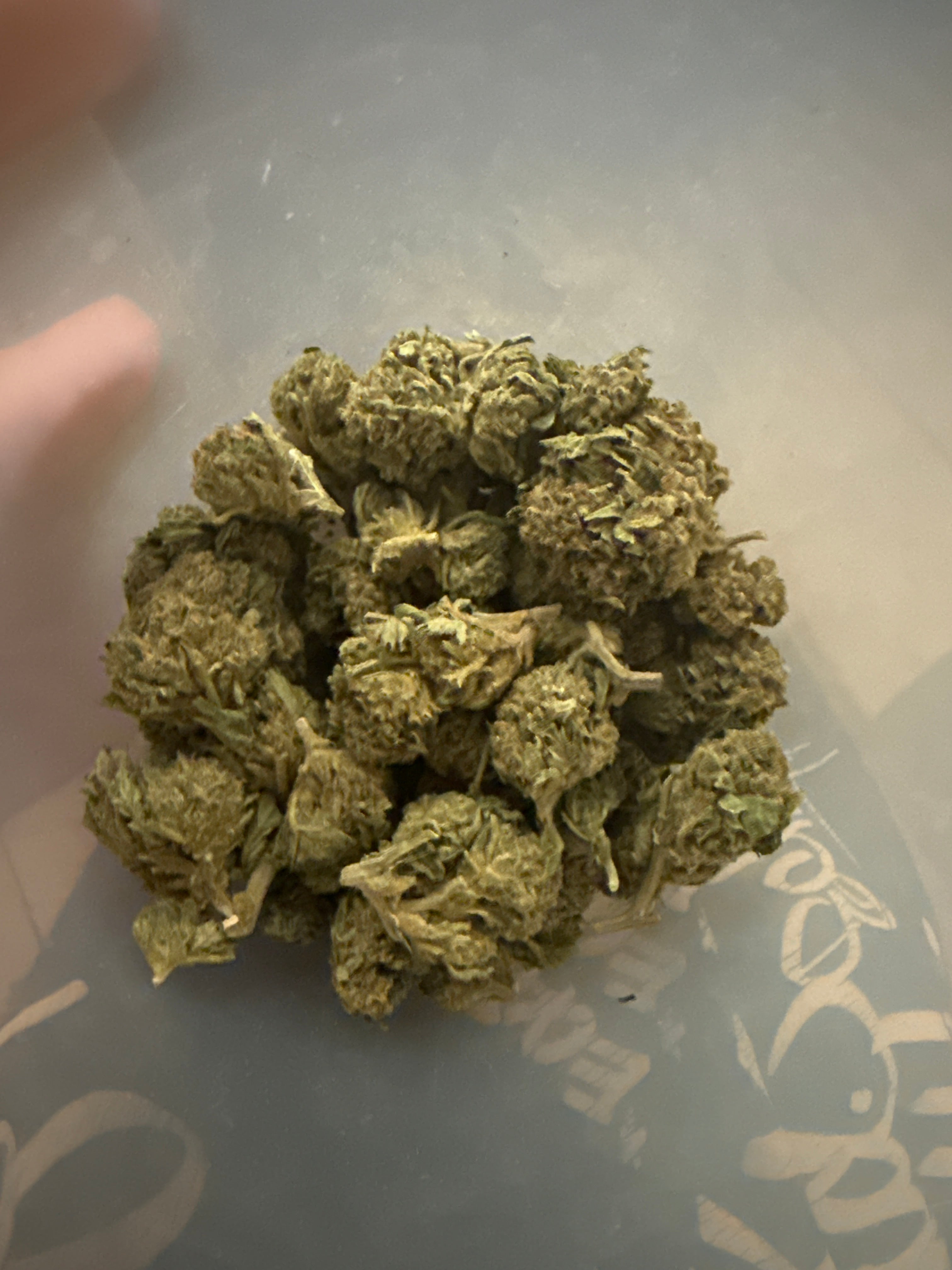 White Lion kush AA (I)
